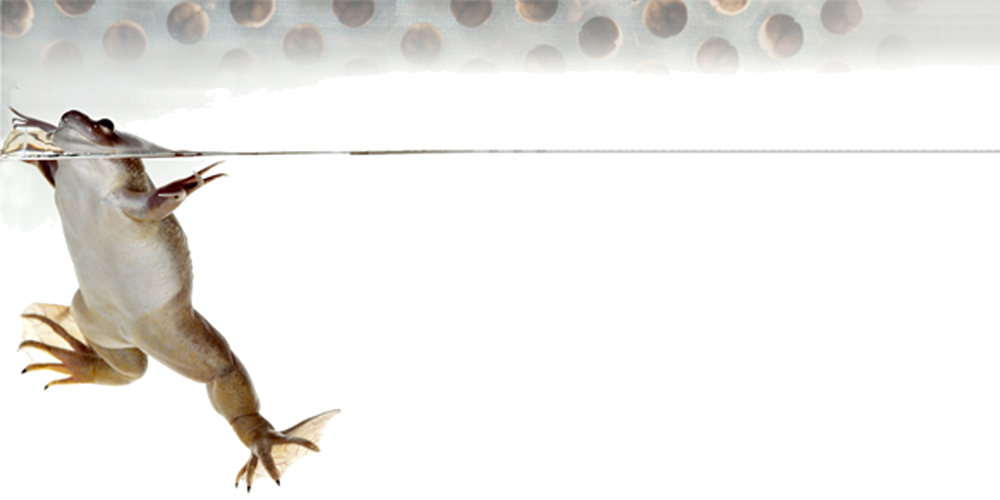 アフリカツメガエルtop画像